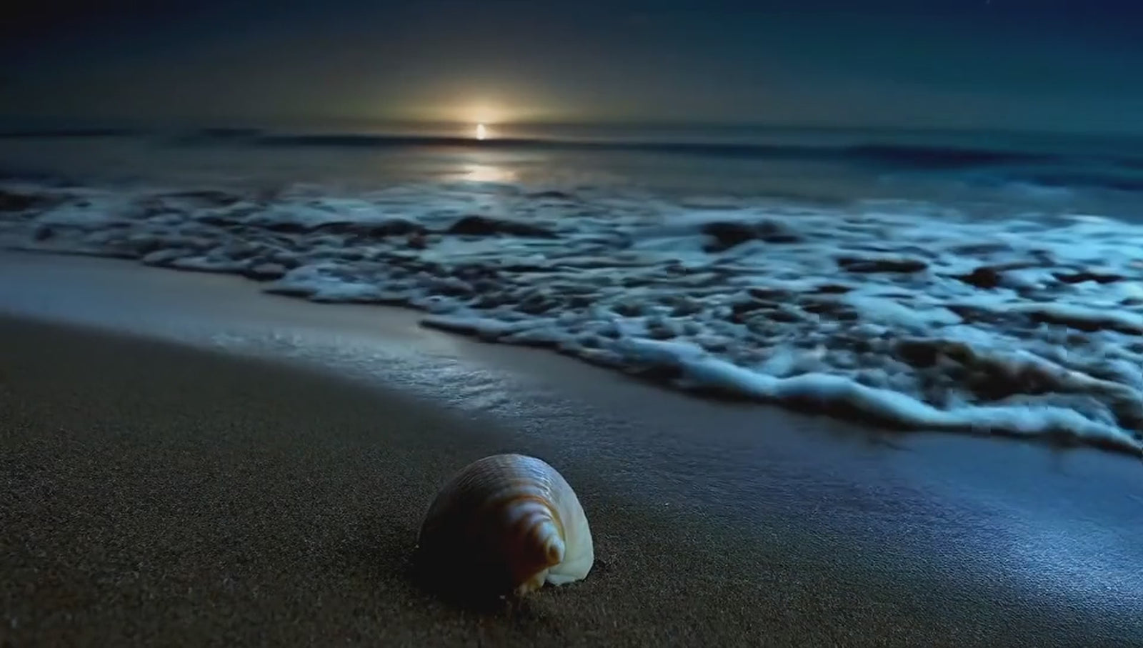 Moonlit seashell on wet sand as glowing waves wash in
